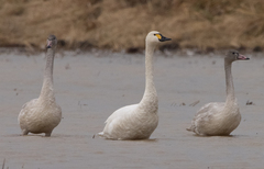 Cygnus columbianus bewickii