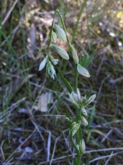 Polygala monspeliaca