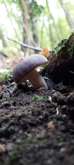 Russula cyanoxantha