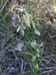 Polygala monspeliaca