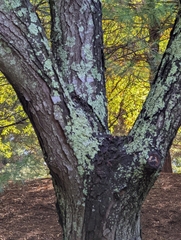 Flavoparmelia caperata