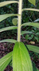 Lithospermum exsertum