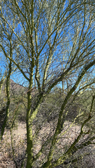 Parkinsonia microphylla
