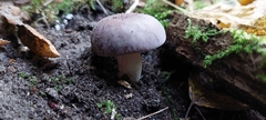 Russula cyanoxantha