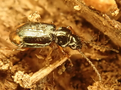Bembidion guttula