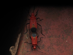 Dindymus sanguineus