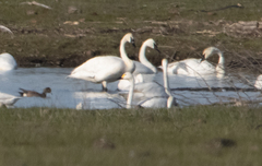 Cygnus columbianus bewickii