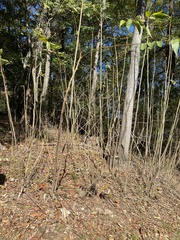 Ailanthus