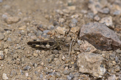 Oedaleus infernalis