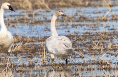 Cygnus columbianus bewickii