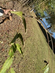 Ailanthus