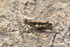 Oedaleus infernalis