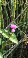 Desmodium scorpiurus