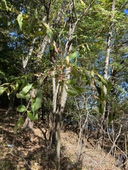 Ailanthus