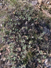 Astragalus sempervirens