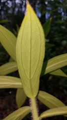Lithospermum exsertum