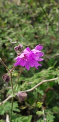 Mirabilis viscosa