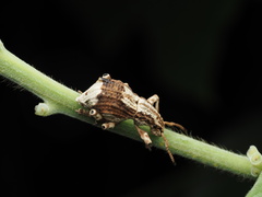 Episomus chinensis