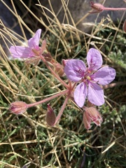 Erodium foetidum