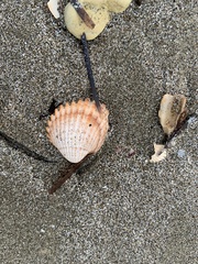 Acanthocardia tuberculata