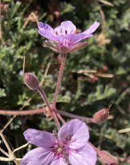 Erodium foetidum