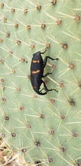 Cactophagus spinolae