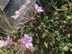 Erodium foetidum