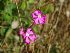 Silene scabriflora