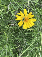 Augochloropsis metallica