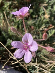 Erodium foetidum