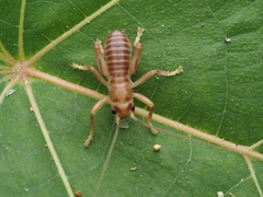 Gryllacrididae