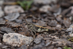 Oedaleus infernalis