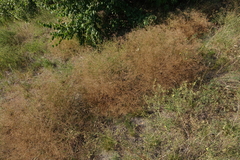 Gypsophila paniculata