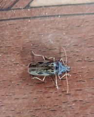 Macrodontia zischkai