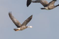Anser anser × Branta canadensis