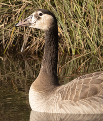 Anser anser × Branta canadensis