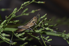 Patanga japonica