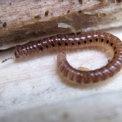 Proteroiulus fuscus