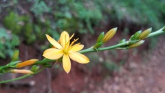 Echeandia michoacensis