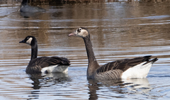 Anser anser × Branta canadensis