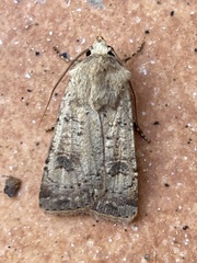 Agrotis trux