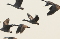 Anser anser × Branta canadensis