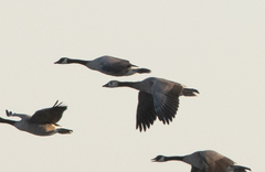 Anser anser × Branta canadensis