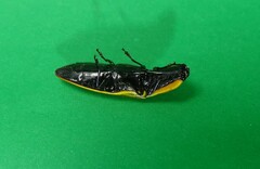 Semiotus luteipennis