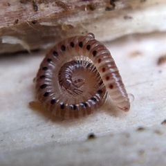 Proteroiulus fuscus