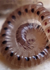 Proteroiulus fuscus