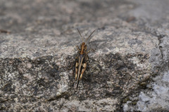 Oedaleus infernalis