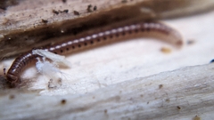 Proteroiulus fuscus