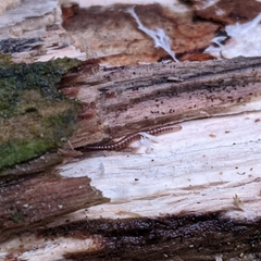 Proteroiulus fuscus