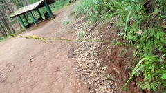 Echeandia michoacensis